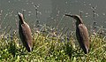 Paddyreiher am See