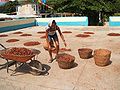 Plaza de Secado. The mother collecting the cocoa away from the sun. Chuao, Venezuela.