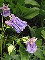 Aquilegia vulgaris cultivar