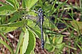 male, Estonia