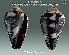 Description de l'image Conus miruchae 1.jpg.