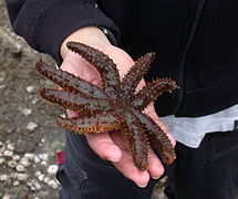 Coscinasterias acutispina ‡