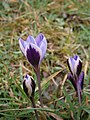 Crocus minimus opening