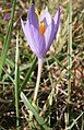 Crocus nudiflorus