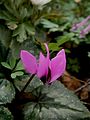 Cyclamen pseudibericum close-up flower