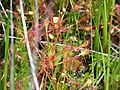 Spoonleaf sundew