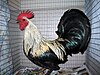 Dutch Bantam rooster