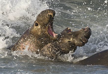 Fighting northern elephant seals, by Mike Baird