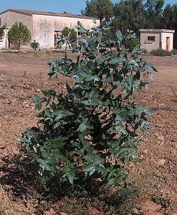 Ung planta med juvenila blad.