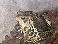 American toad (Bufo americanus)