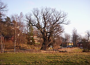 Gällstaöeken, december 2011