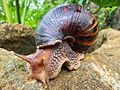 Achatina achatina (Achatinoidea)