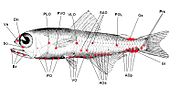 Photophores on a lanternfish, the most common deep sea fish worldwide.