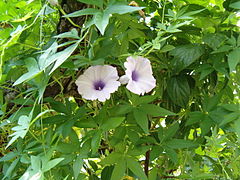 Description de l'image Ipomoea cairica HabitusLeavesFlowers BotGardBln0906.JPG.