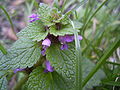 Яснотка пурпурная (Lamium purpureum)