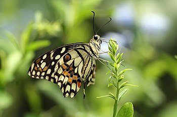 Lime Butterfly Papilio demoleus, Bangalore, India