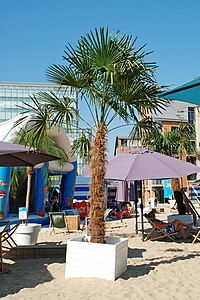 Plage de sable fin et palmier.