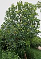 Tree in Hyderabad, India