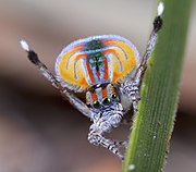 Удварање подврсте Maratus volans