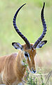 Male impala profile