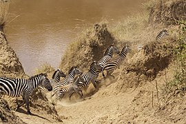 Zèbres de Grant dans la réserve nationale du Masai Mara. Septembre 2015.