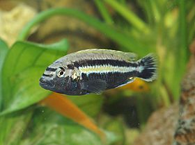 Melanochromis auratus