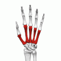 Metacarpus of the left hand (shown in red). Animation.