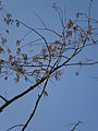 Metasequoia glyptostroboides branch with male cones