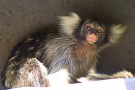 Ouistiti à camail (Mico humeralifer)