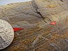 Microfault showing an example of a piercing point. Base of white bed, shown with red arrows, is an indication of the amount of offset on this fault.