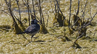 Motacilla alba