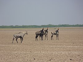 Nilgai herd at Wild Ass Sanctuary, LRK.