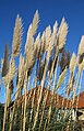 Pampas grass