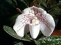 Paphiopedilum bellatulum