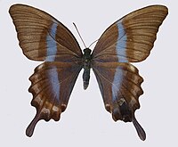 Papilio blumei femelle (avers)