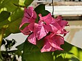 Multiple paperflowers on a shrub