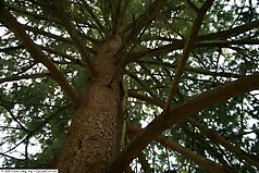 bark and foliage