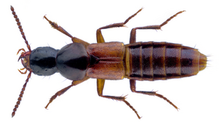 Quedius longicornis.