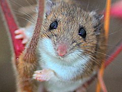 white-footed mouse