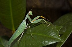 Імаго богомола Sphodromantis baccettii