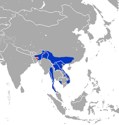 Macaca arctoides (azul — espécie nativa, vermelho — introduzida, laranja — possivelmente extinta)