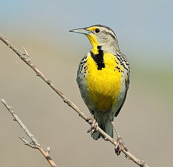 Western meadowlark