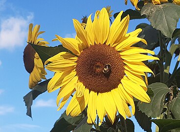 sunflower with bumblebee