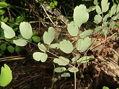 小葉の裏面は淡青緑色になり、裏面の葉脈が隆起する。小葉柄の基部に小托葉がある。