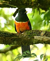 Orange-bellied Trogon