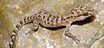 Bogenfingergeckos, Same, Manufahi