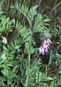 Vicia orobus, "wood bitter-vetch" (Fabaceae)