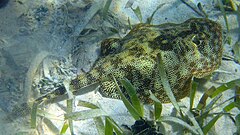 Description de l'image Yellow Stingray, Belize, 2007-09.jpg.