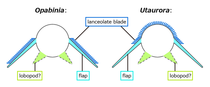 オパビニア（左）とユタウロラ（右）の胴部の横断面図