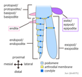 Image 19Generalized arthropod biramous limb. Trueman proposed that an endite and an exite fused to form a wing. (from Insect flight)